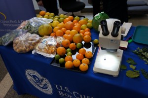 All this plant material – oranges, kaffir limes, pomellos, dried lemons and curry leaves – were seized in one week by U.S. Customs and Border Protection. Each piece of fruit poses a serious threat to California agriculture because of the insects and diseases that could be afflicting this foreign good.