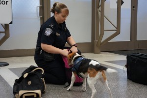 The Customs and Border Protection K-9 unit relies on dogs like Rocket to help them find restricted materials packed in luggage. These pups can sniff out citrus fruit and curry leaves, which both can carry the deadly HLB disease, and are rewarded with treats when contraband is detected.