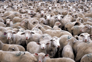 Herd_of_Sheep_311px